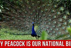 why is peacock the national bird of india