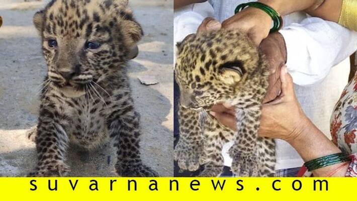 Cute baby cheetah found in sugarcane field in mysore Cute baby cheetah found in sugarcane field in mysore