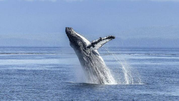 climate change marine heatwave and record whale entanglements climate change marine heatwave and record whale entanglements