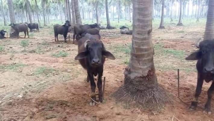 success story organic farmer satheesh from Andhra Pradesh success story organic farmer satheesh from Andhra Pradesh