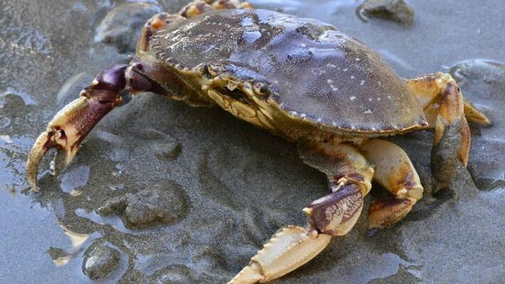 The export of crab has been stopped from Bangladesh The export of crab has been stopped from Bangladesh