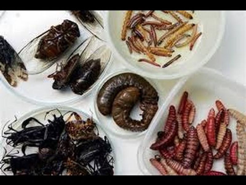 chinese main coronavirus eating food