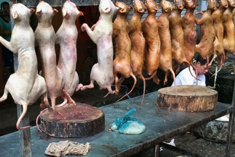 chinese main coronavirus eating food