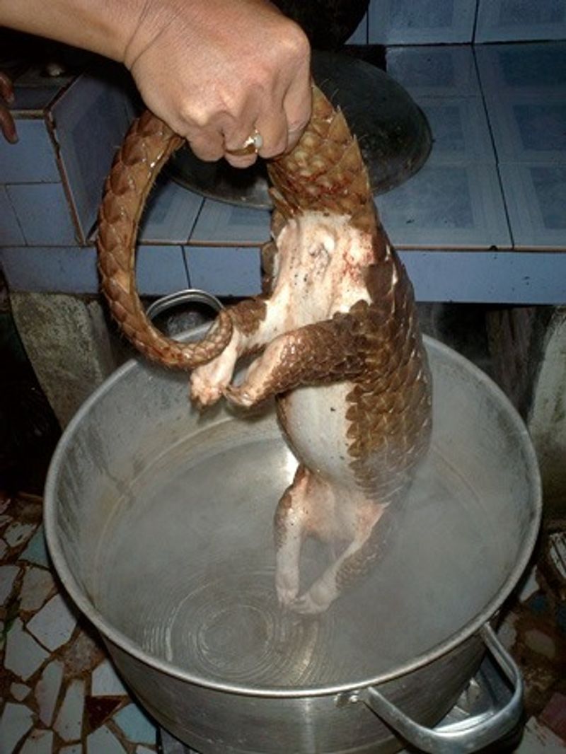 chinese main coronavirus eating food