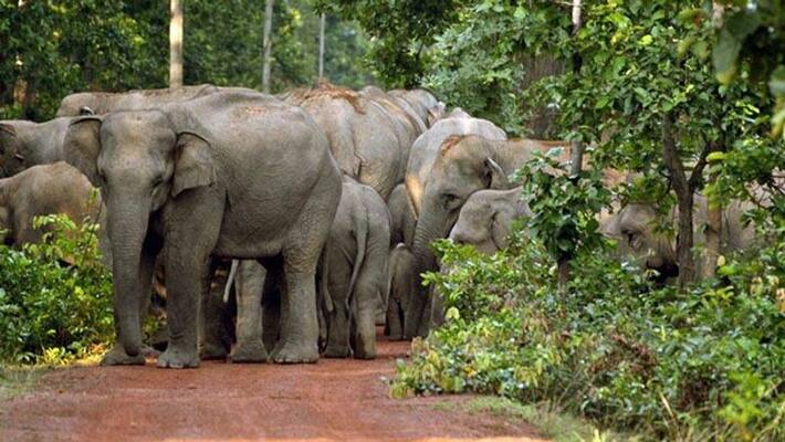 Joypur Jungle is a perfect place to spend your weekend without any hustle and bustle Joypur Jungle is a perfect place to spend your weekend without any hustle and bustle