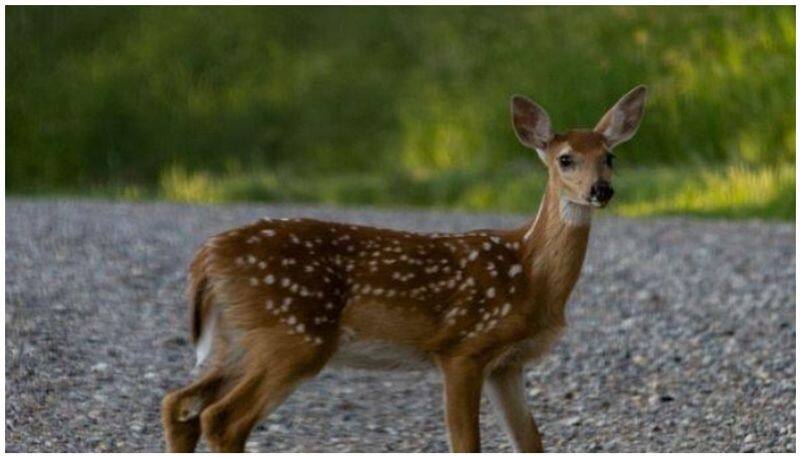 3 deers killed in an accident