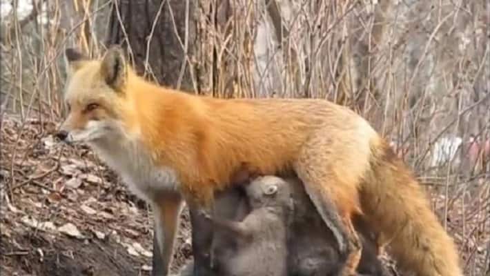 fact check of mother fox feeding koalas during Australia bushfires fact check of mother fox feeding koalas during Australia bushfires
