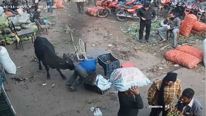 Ox creating panic in Durgapur Ox creating panic in Durgapur