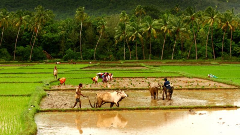 Agriculture: The government has proposed to double farmer income by 2022. While stressing on the need to liberalise farm markets, Nirmala Sitharaman presented a 16-point action plan. They include: Solar pumps for 20 lakh farmers, plan for water-stressed districts, balanced use of fertilisers, Kisan rail, Krishi udaan, village storage scheme by SHGs, one-product-one district plan, boost organic product market, integrated farming sustem, zero-budget natural farming, Nabard scheme, Rs 15 lakh crore set as agri credit target, doubling milk processing target, mobilising 58 lakh SHGs, Rs 1.23 lakh crore for rural development.