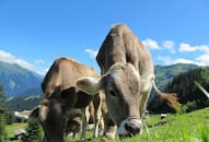 9 highest milk producing cow breeds for your dairy business iwh
