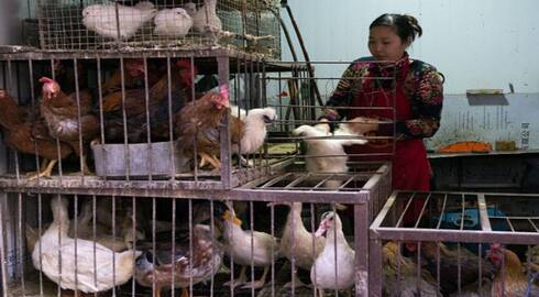 Bird flu virus: Cases on the rise across the globe  Expert warnings RMA
