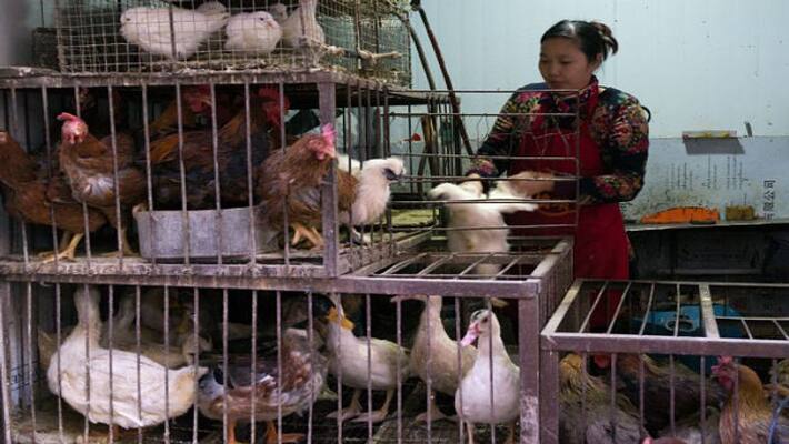 China culls 18,000 chickens after H5N1 bird flu case in Hunan Provence China culls 18,000 chickens after H5N1 bird flu case in Hunan Provence