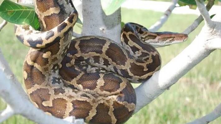 man who tried sale snake meat arrested in kothamangalam man who tried sale snake meat arrested in kothamangalam