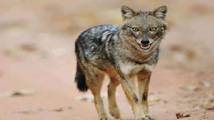 Maned Wolf Spotted On A Street, Leaves Internet Stunned Maned Wolf Spotted On A Street, Leaves Internet Stunned