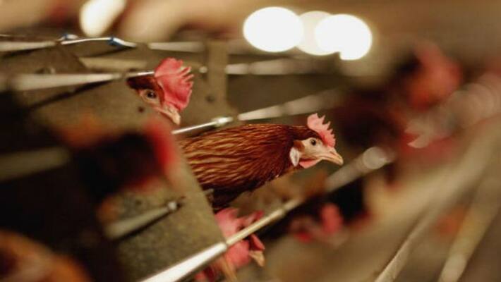 Bird flu out breaak in China close to epicenter of Coronavirus Bird flu out breaak in China close to epicenter of Coronavirus
