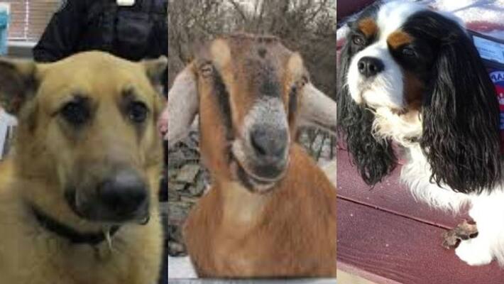 Two dogs and one goat the candidate for mayor election at Vermont Town Two dogs and one goat the candidate for mayor election at Vermont Town
