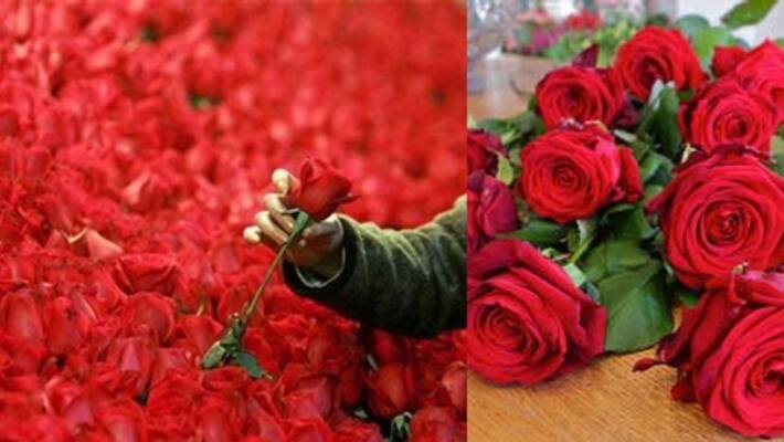 huge demand for international flower auction market in hosur huge demand for international flower auction market in hosur