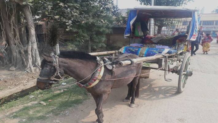 Horse helps a man from Murshidabad to run family of twelve Horse helps a man from Murshidabad to run family of twelve
