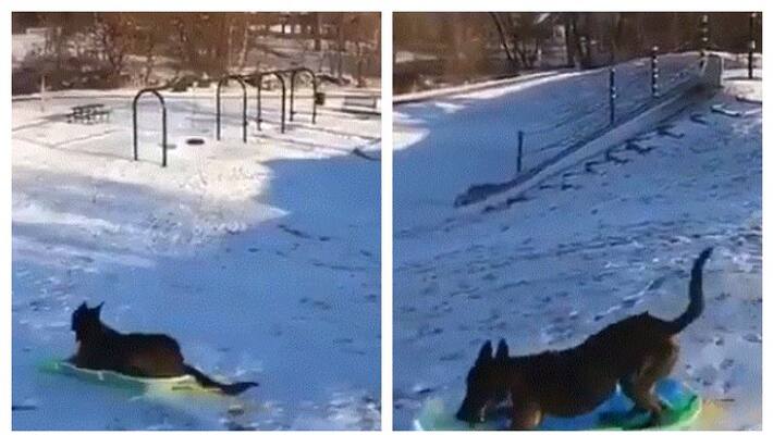 Dog gets its own sledge, rides down the snow Dog gets its own sledge, rides down the snow