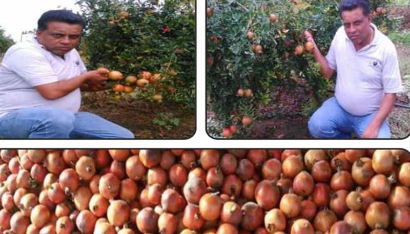 Pomegranate farming success story