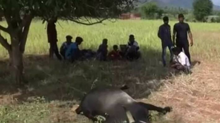 Jallikatu kaalai found dead Jallikatu kaalai found dead