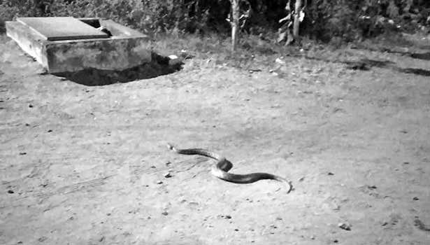 python entered into police station in covai python entered into police station in covai