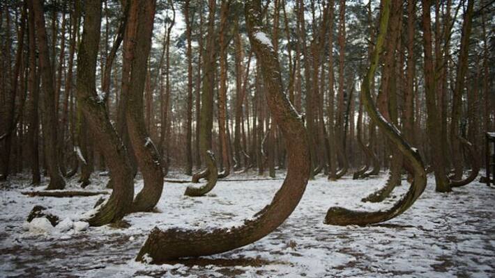400 trees in a jungle are bent at 90 degree in Poland 400 trees in a jungle are bent at 90 degree in Poland