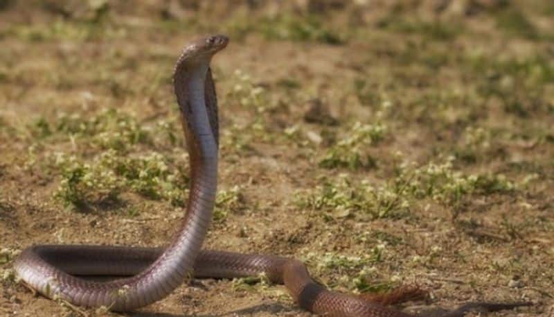 How snake venom causes death?