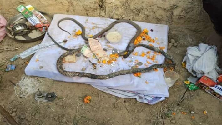 worship of died nag and nagin KPU worship of died nag and nagin KPU