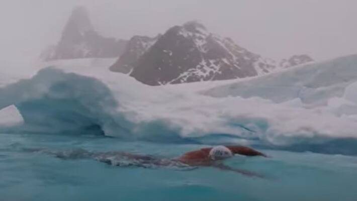 Antarctic glaciers are melting quickly climate activist Lewis Pugh swim under the to prove that Antarctic glaciers are melting quickly climate activist Lewis Pugh swim under the to prove that