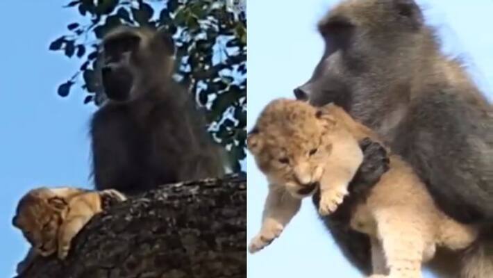 Baboon grooms lion cub at Kruger National Park goes viral on social media Baboon grooms lion cub at Kruger National Park goes viral on social media