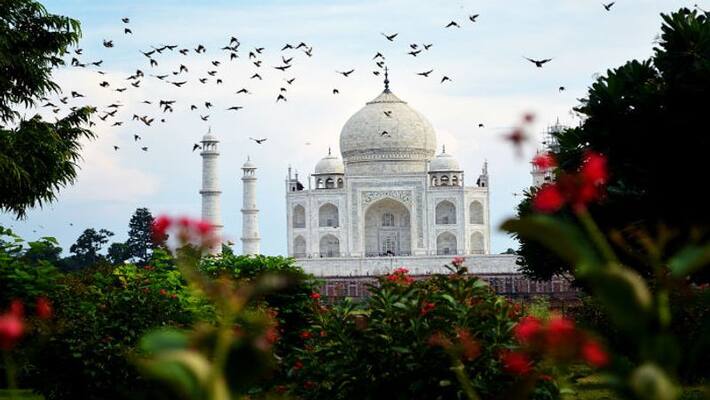 Tourist taking cow pic outside Taj Mahal suffers fracture after it attacks him Tourist taking cow pic outside Taj Mahal suffers fracture after it attacks him