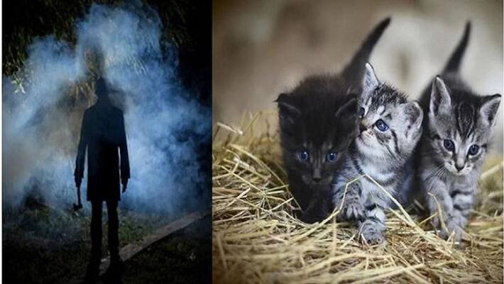 This serial killer was mysterious, killed more than 400 cats MJA This serial killer was mysterious, killed more than 400 cats MJA