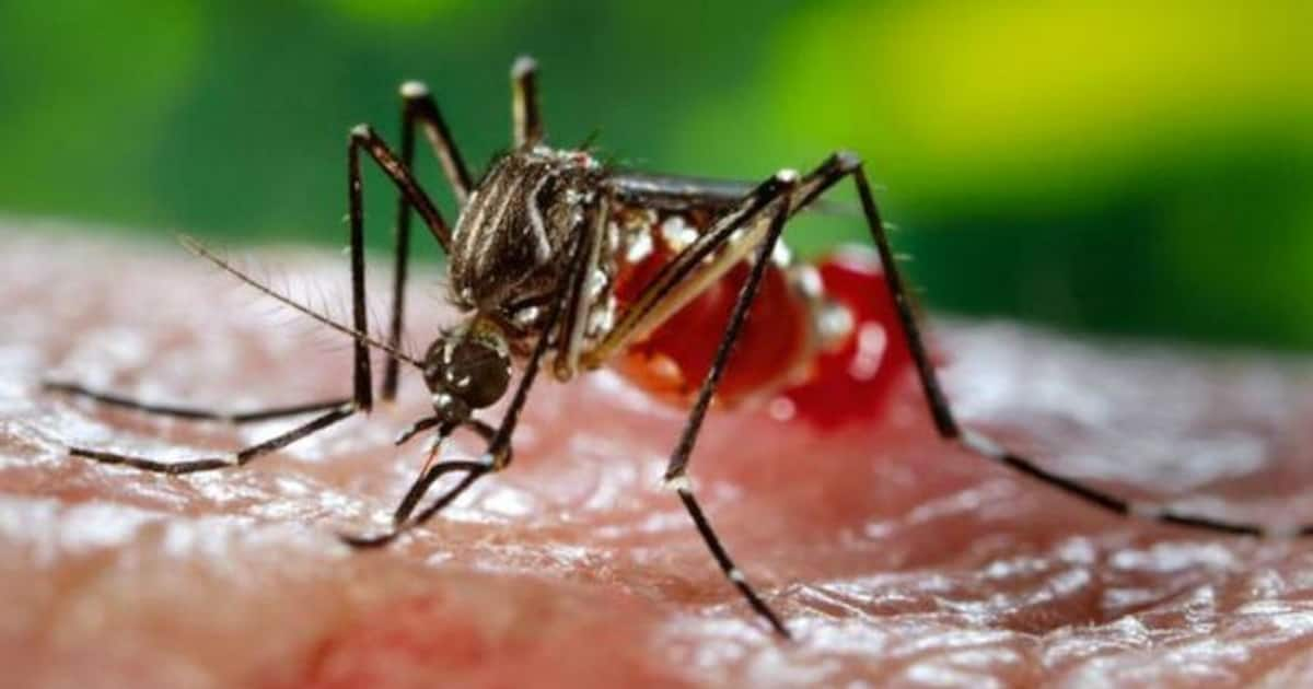 Mosquito menace: Understanding one of the most dangerous insect on ...