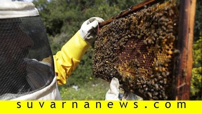 Apiculture helps to increase other farm Yield Apiculture helps to increase other farm Yield