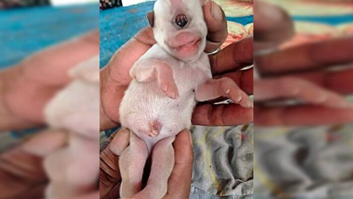 One-eyed puppy born with deformity in Thailand is Being compared with cartoon characters One-eyed puppy born with deformity in Thailand is Being compared with cartoon characters