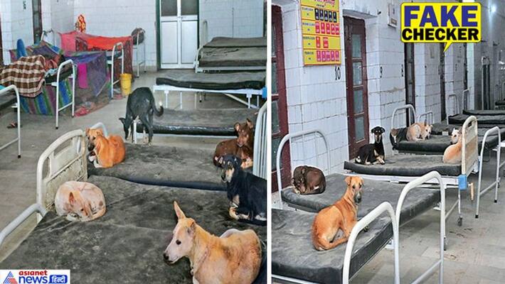 dogs taking rest on bed in bihar hospital old pic shared name of up kpt dogs taking rest on bed in bihar hospital old pic shared name of up kpt
