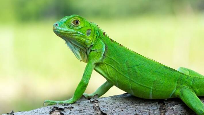 1 arrested from Newtown bus stand with two big size lizards 1 arrested from Newtown bus stand with two big size lizards