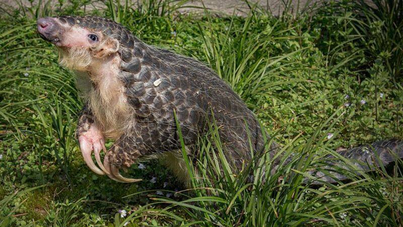 chinese scientists discover pangolin Spreading as coronavirus