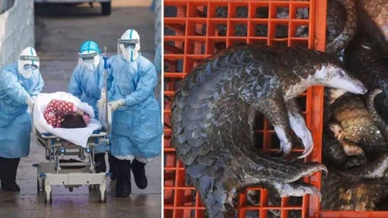 chinese scientists discover pangolin Spreading as coronavirus
