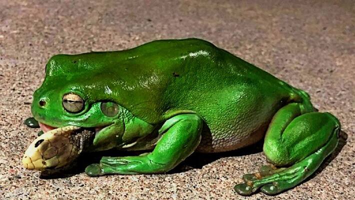 Green tree frog manages to survive after eating venomous snake Green tree frog manages to survive after eating venomous snake