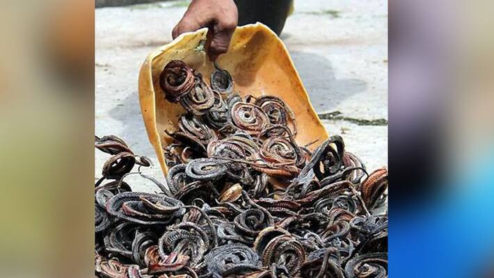 100 snakes entered into one villager's home at nagar kurnool 100 snakes entered into one villager's home at nagar kurnool
