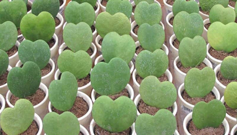 how to grow Sweetheart Hoya Plant