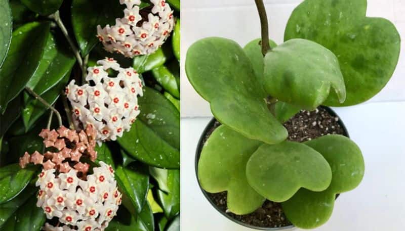 how to grow Sweetheart Hoya Plant