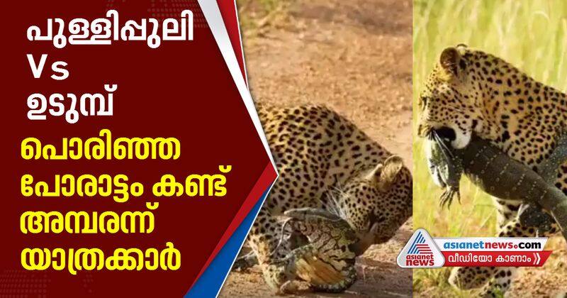 leopard fight with monitor lizard