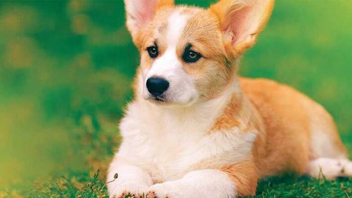 for pet dog a man books flights entire business cabin with 2.5 lakhs for pet dog a man books flights entire business cabin with 2.5 lakhs