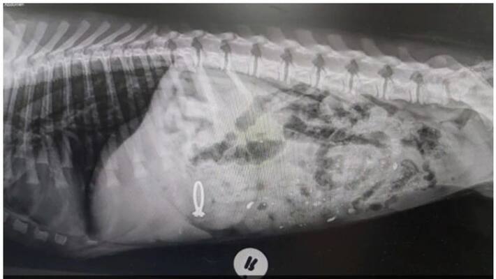 dog swallowed wedding ring and then dog swallowed wedding ring and then
