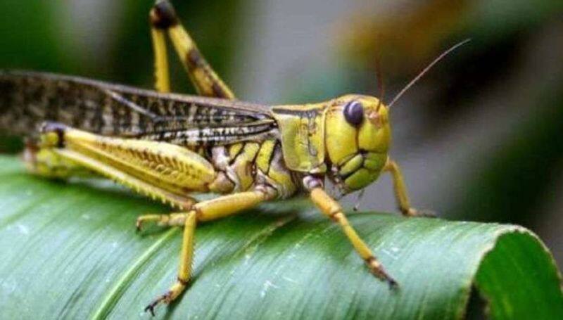 Good news for farmers: How to drive grasshoppers ... Tips published by Agricultural Scientists .. !!