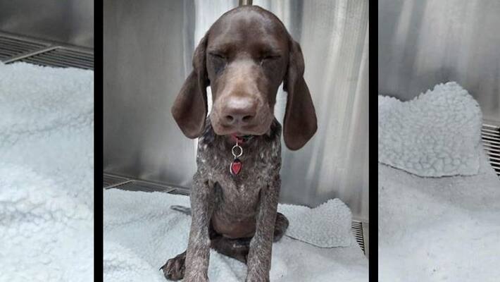 Dog swallows engagement ring Dog swallows engagement ring