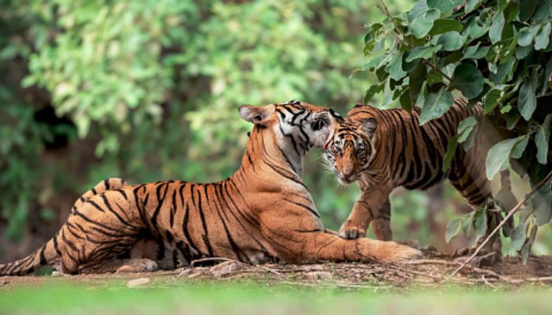 এবার নিজেরা শিকার করে খাও, ধেড়ে হয়ে যাওয়া ছানাদের বাঘ-মায়ের ধমক, ভাইরাল হল ভিডিও--- সন্তান ও মায়ের মধ্যেকার ভালবাসা সৃষ্টির এক ধ্রুব সত্য। সে মানুষ হোক বা বাঘ। তবে ভালবাসা মানে সন্তানকে আঁচলে বেঁধে রাখা নয়। তাকে জীবন ধারণের উপযুক্ত করে গড়ে তোলা। মানুষের মতো সমাজবদ্ধ জীব নয় বাঘ। তারা সাধারণত একাকি থাকে। আর তাই সন্তান বড় হয়ে গেলে তাকে ছেড়ে যেতে হয় মা-কে। সম্প্রতি এমনই এক বিরল ভিডিও নেটদুনিয়ায় ভাইরাল হয়েছে। ভারতীয় বনবিভাগের অফিসার সুশান্ত নন্দ ভিডিওটি শেয়ার করেছেন। ক্যাপশনে তিনি জানিয়েছিলেন, এটাই ওই পুরুষ দুই শাবকের মা-এর থেকে চিরবিদায়ের মুহূর্ত। ১৮ মাস বয়সের ব্যঘ্রশাবকরা নিজেরা শিকার করতে শিখে যায়। তারপরেও মায়ের সঙ্গে তারা আড়াই বছর মতো থাকে। তারপর তাকে নিজের মা-কে ছেড়ে চলে গিয়ে নিজের পৃথক এলাকা চিহ্নিত করতে হয়।